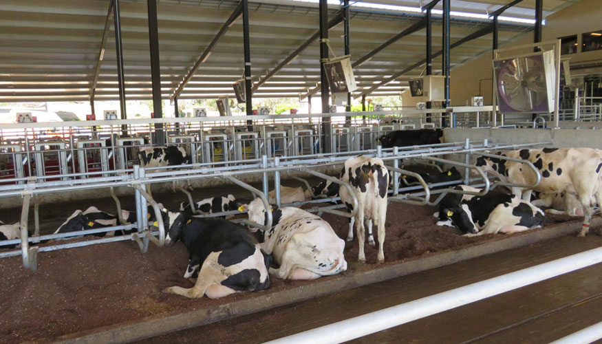 Vacas de aptitud lechera en una explotacin ganadera