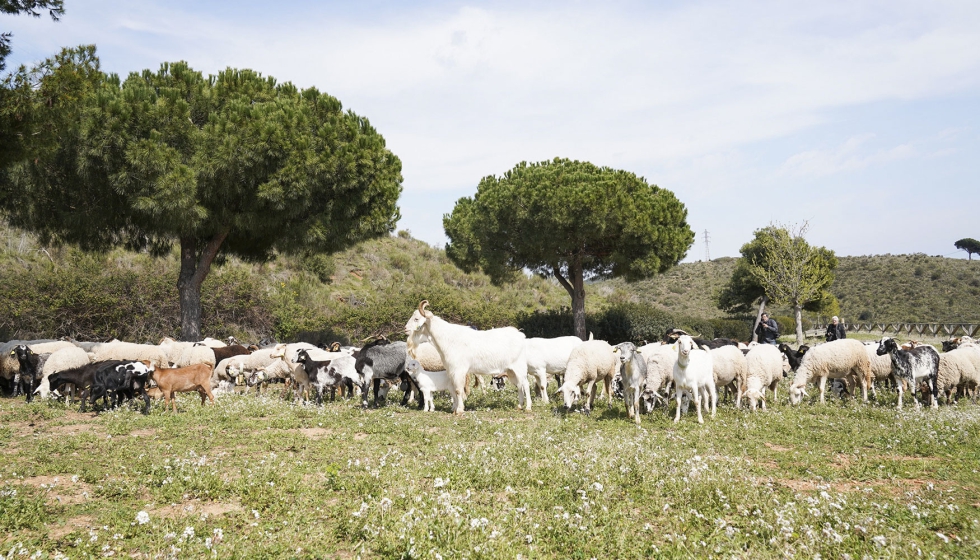 Rebaño de ovejas y cabras pastando en la zona de Collserola, en el municipio de Barcelona Rebaño de ovejas y cabras pastando en la zona de Collserola, en el municipio de Barcelona
