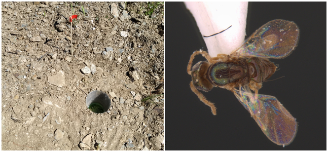 Trampa de cada y ejemplo de avispa parasitoide capturada