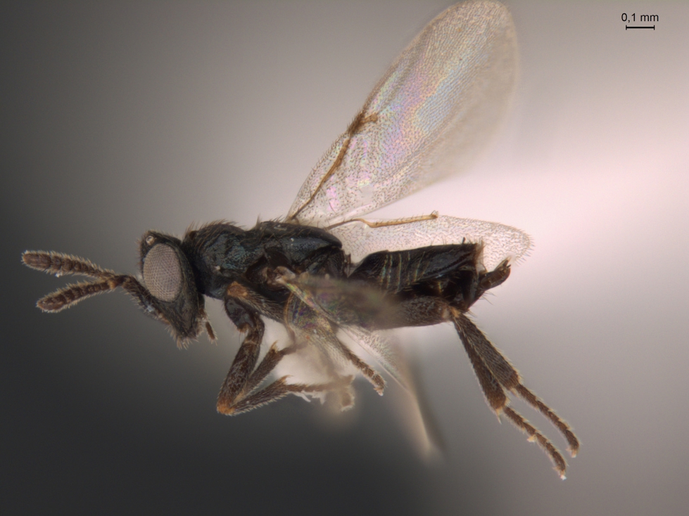 Ejemplo de avispa parasitoide capturada durante el estudio. Autor: Vctor de Paz Prez