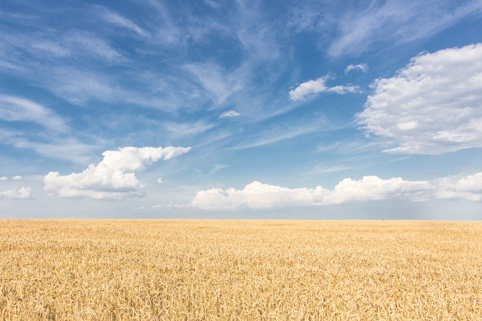 Campos de trigo en la regin ucraniana de Cherkasy