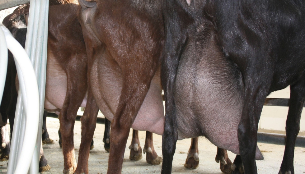 Ordeño en cabras de raza Murciano-Granadina Ordeño en cabras de raza Murciano-Granadina