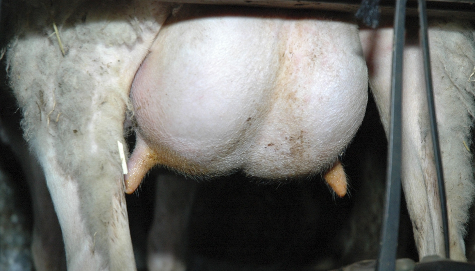 Ubre de una oveja lechera en orde�o