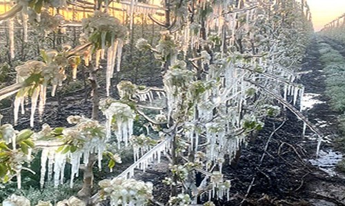 rboles frutales rociados con agua para protegerlos de las heladas