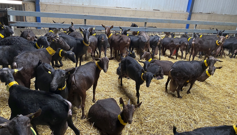Cabras de raza Murciano-Granadina alrededor de un comedero en el interior de una explotación Cabras de raza Murciano-Granadina alrededor de un comedero en el interior de una explotación