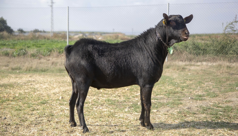 Macho de raza Murciano-Granadina