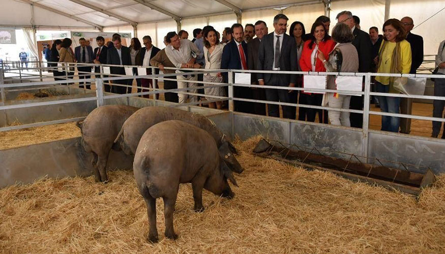 Presencia de ganado porcino ibrico en la ltima edicin de la Feria de los Pedroches en 2019