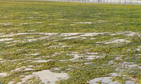 Aguas residuales afectadas por el crecimiento de algas, a causa de una alta concentracin de fosfato