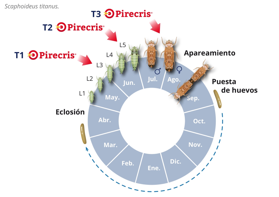 Figura 1.- Aproximacin de los meses del ao en que se desarrolla el ciclo vital de S...