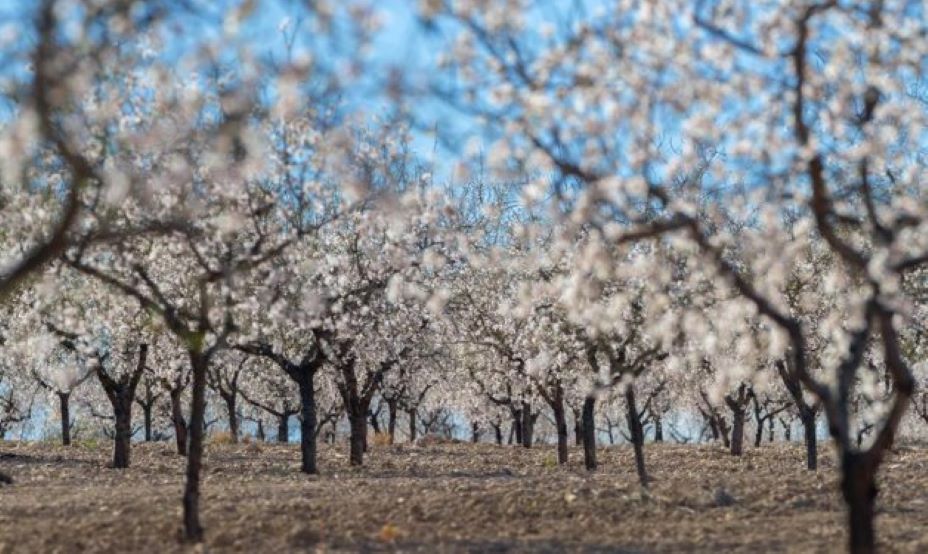 Almendros en flor en Murcia. Efeagro Archivo/Marcial Guilln