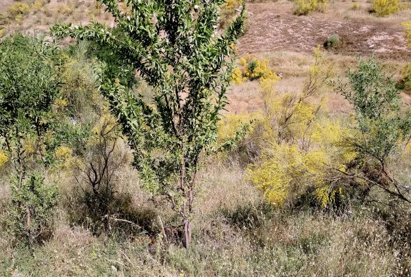 Almendro asilvestrado en cerro San Miguel