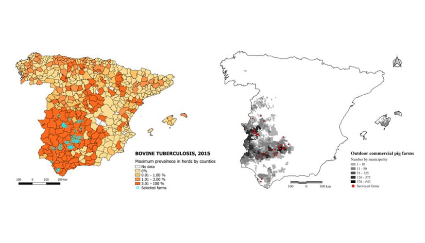 Explotaciones seleccionadas mostrando la prevalencia de TB por comarca ganadera en bovino (izq...