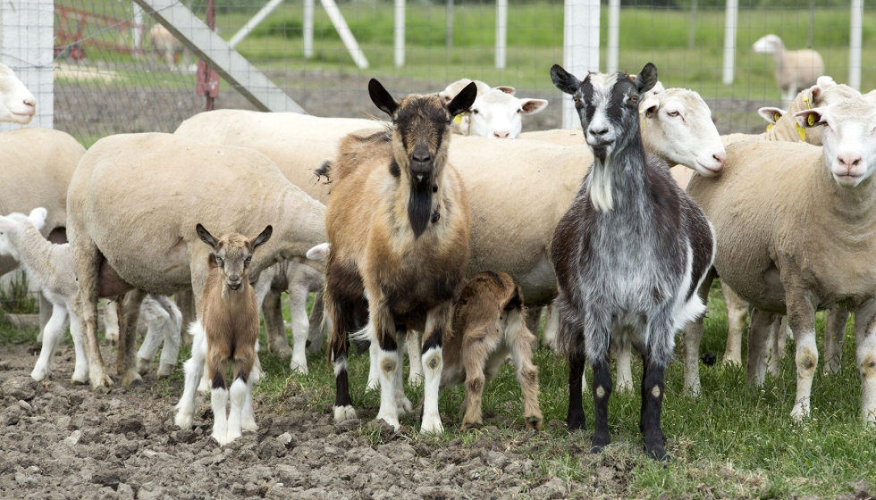 Rebao mixto de ovejas y cabras