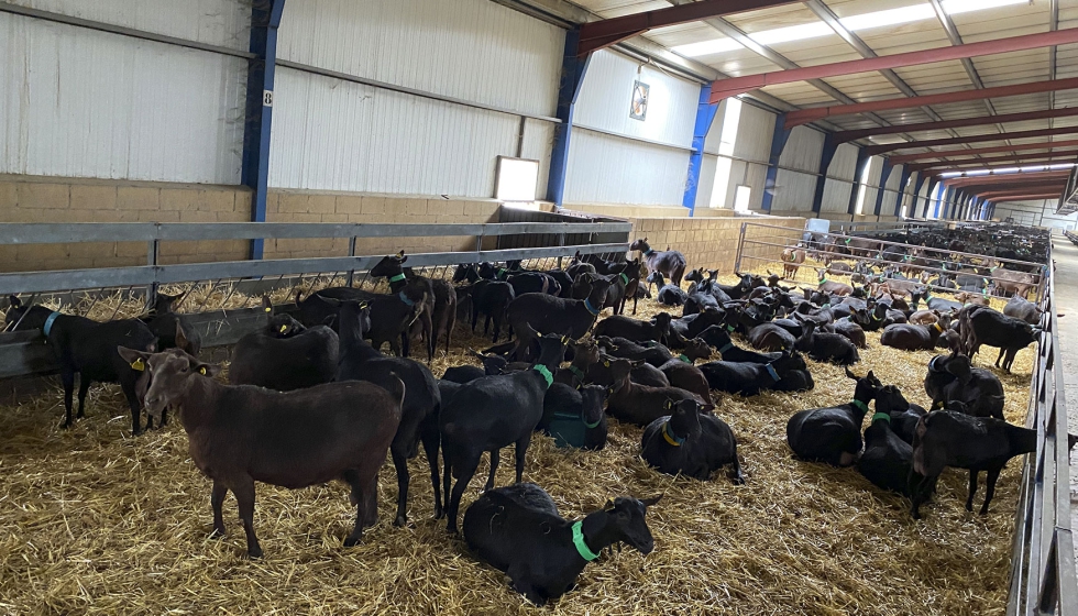 Cabras de producci�n se alimentan en la nave principal de la explotaci�n