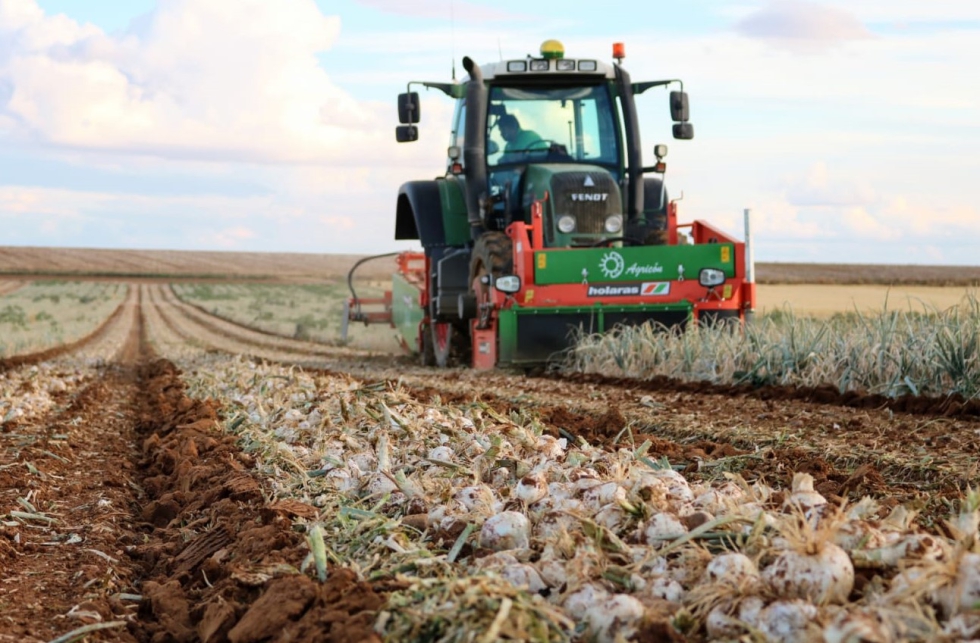 Javier Garca Duque, de la empresa de servicios Agricn, recolectando cebollas