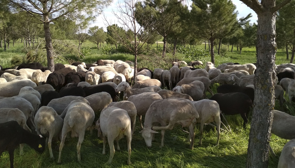 Rebao de ovejas en extensivo