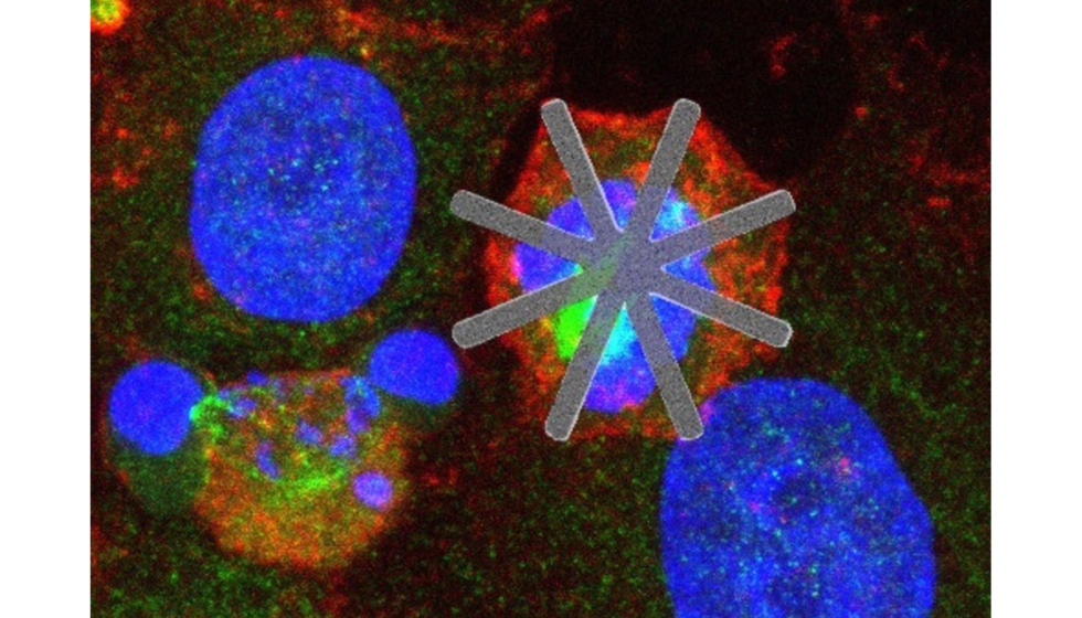 Clula HeLa con un chip de silicio en forma de estrella en su interior. Foto: CSIC