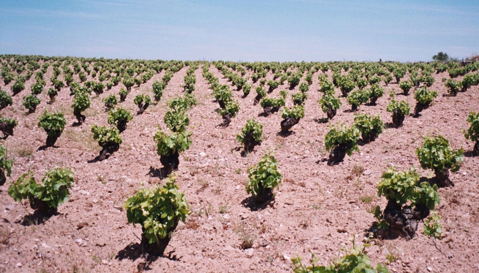 Las nuevas uvas son la Puesta en Cruz (blanca) y las Bastardillo Chico, Gajo Arroba, Mandn y Tinta Jeromo (tintas)