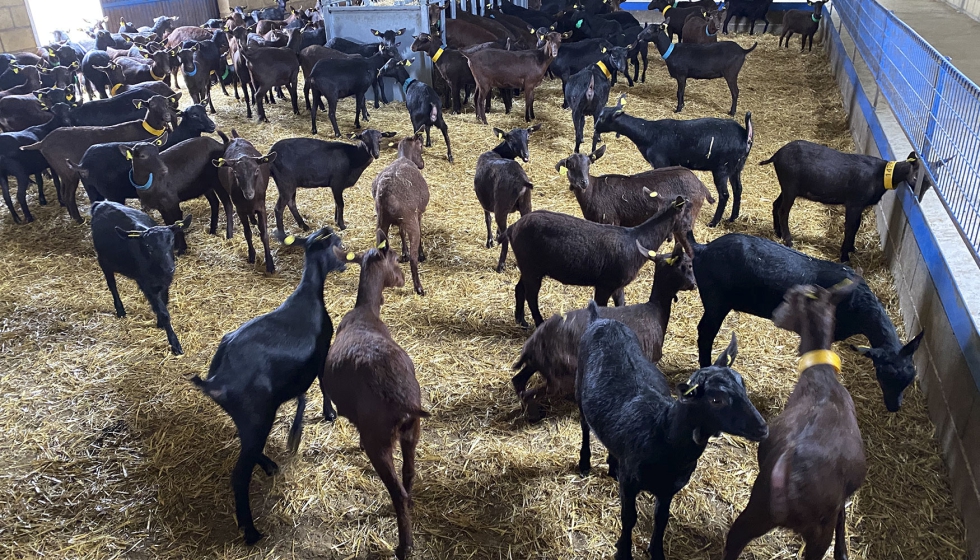 Ejemplares de la raza caprina Murciano-Granadina en una explotaci�n ganadera