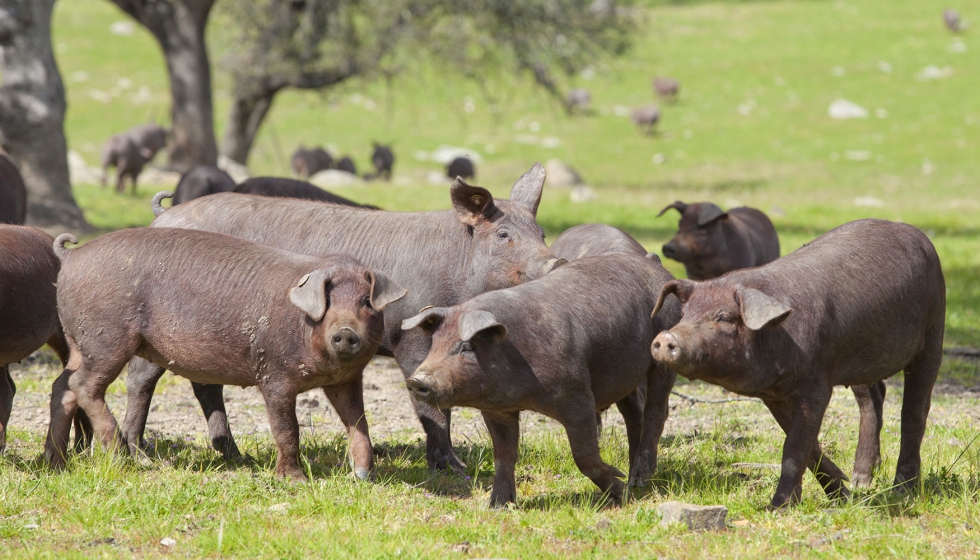 Ejemplares de porcino ibrico en una zona de dehesa