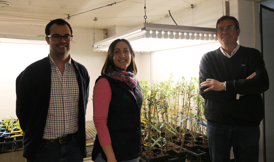 De izquierda a derecha, los investigadores del Departamento de Agronoma de la Universidad de Crdoba, Carlos Agust, Ana Lpez y Antonio Trapero...