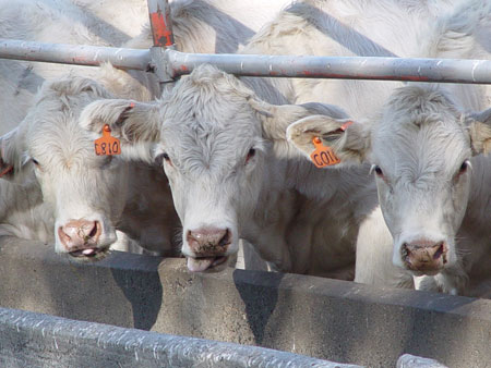 Galicia cuenta con casi una tercera parte de las explotaciones bovinas de Espaa. Foto: Crissie Hardy