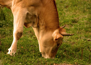 El sector de alimentacin animal juega un papel importante en el sistema alimentario del pas...