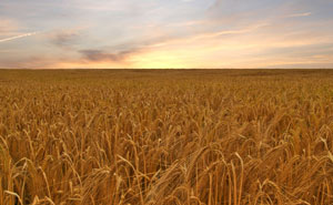 Los precios de cereales y oleaginosas influyen en la fabricacin de piensos y, por aadidura, al resto del mbito ganadero. Foto: John Nyberg...