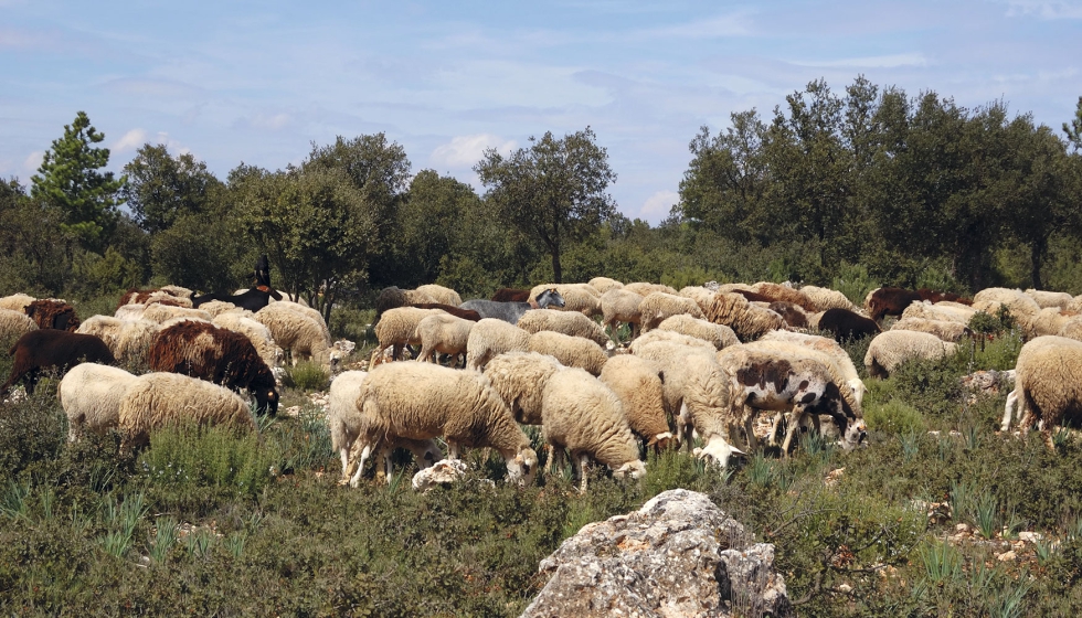 Un rebao de ovejas pasta en una zona de matorral