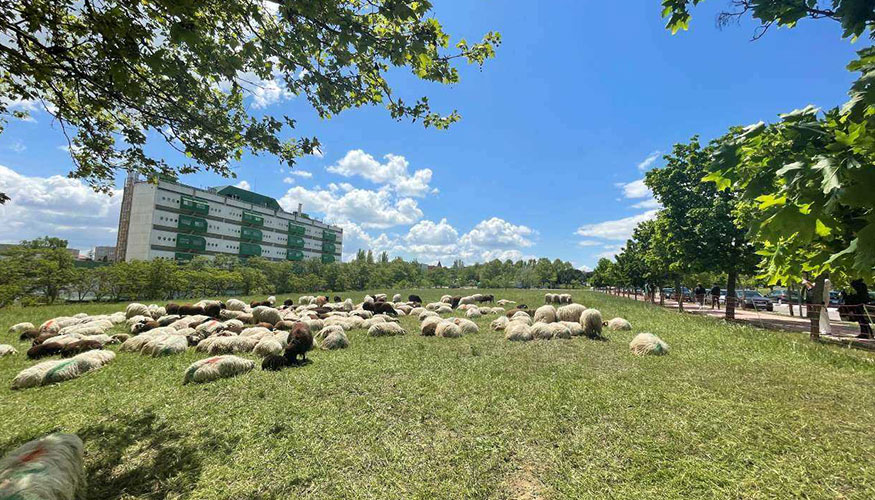 El rebaño trashumante de la cooperativa Los Apisquillos descansa en el campus de Cantoblanco El rebaño trashumante de la cooperativa Los Apisquillos descansa en el campus de Cantoblanco