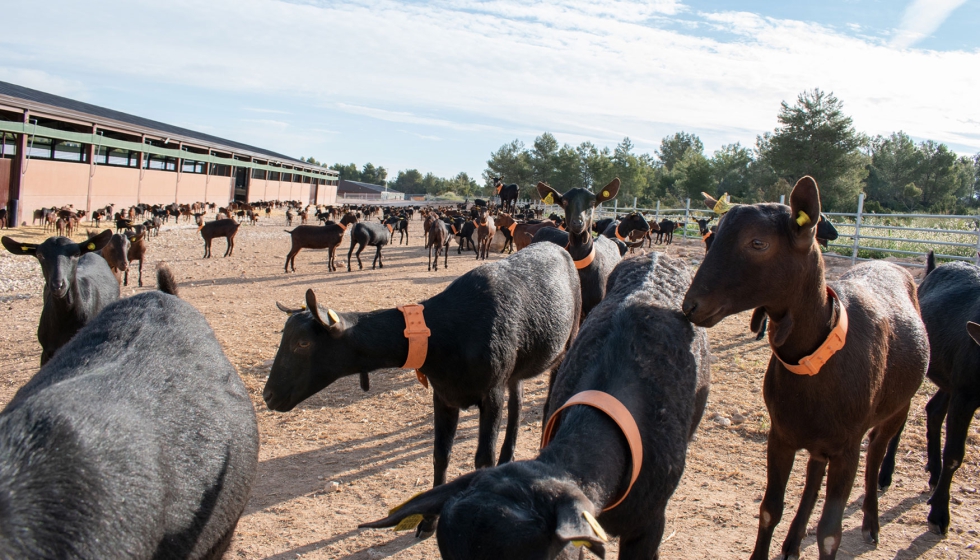 Cabras de raza Murciano-Granadina en un patio exterior de una explotacin