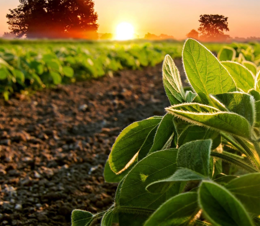 importancia de la Vegetal en sostenibilidad de la agricultura - cultivos