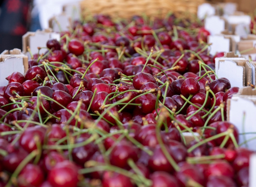 Campanha da cereja no Fundão - Agroportal