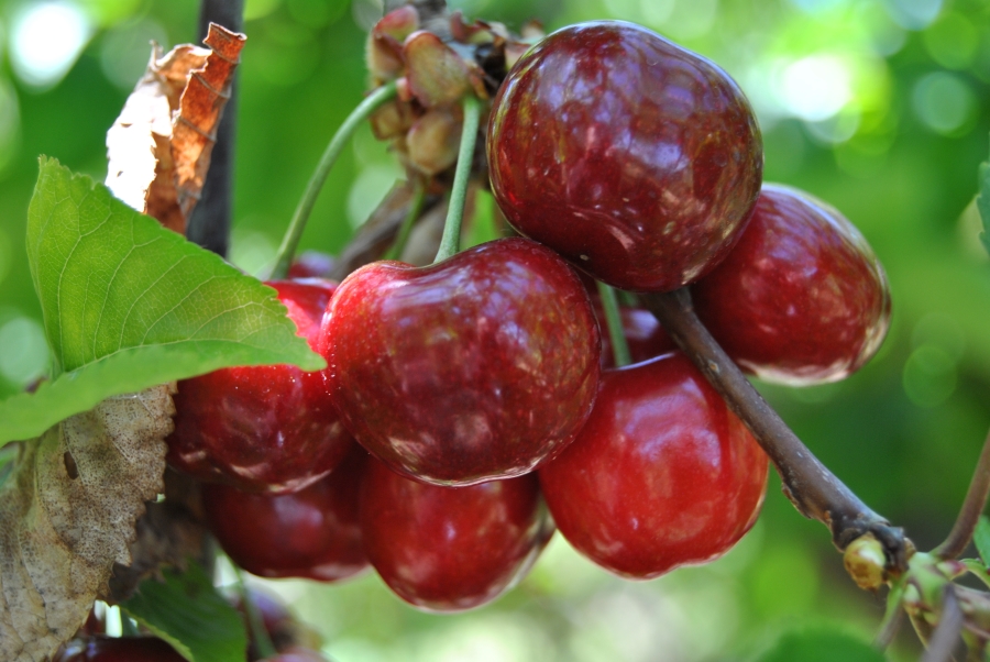 Campanha da cereja no Fundão - Agroportal