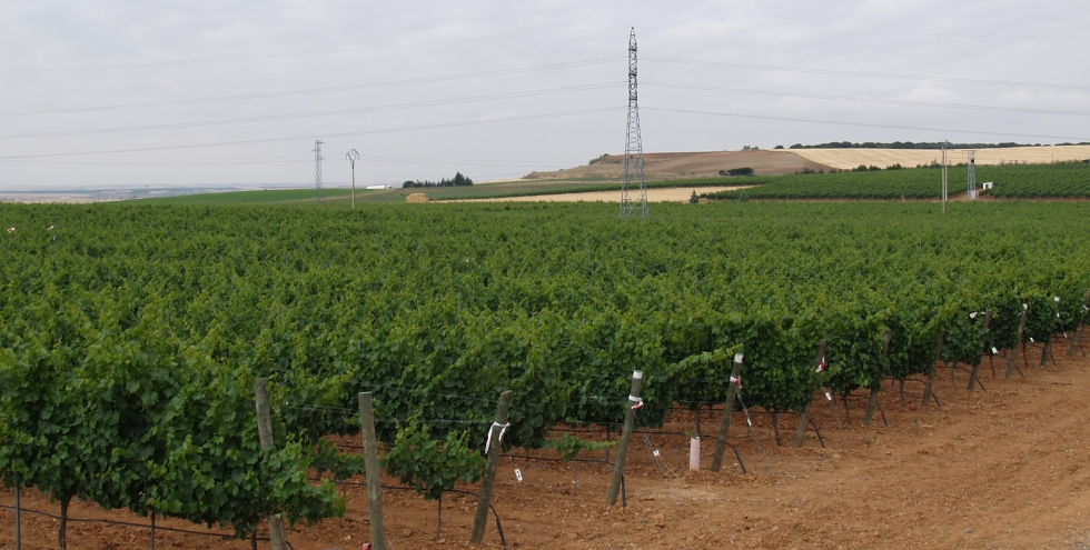 Ensayo de riego en viedo de variedad Verdejo, en la DO Rueda