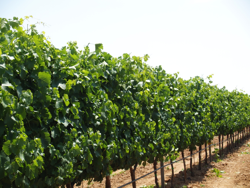 Fila de control en el ensayo de riego en Verdejo