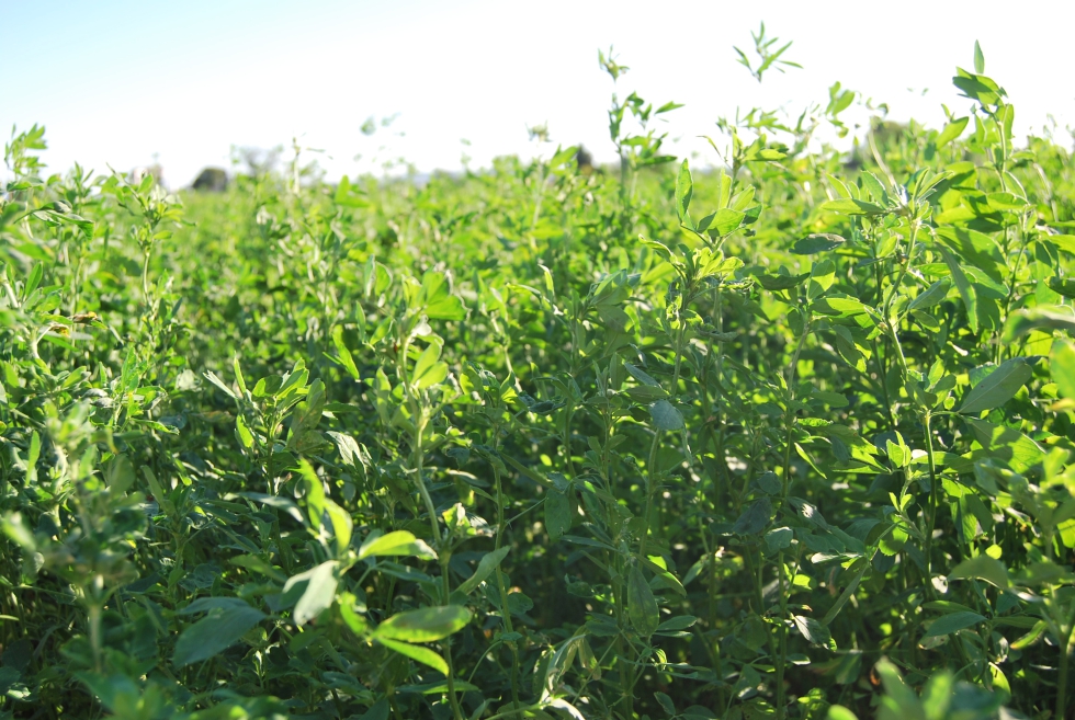 Los campos de alfalfa son un sumidero de CO2