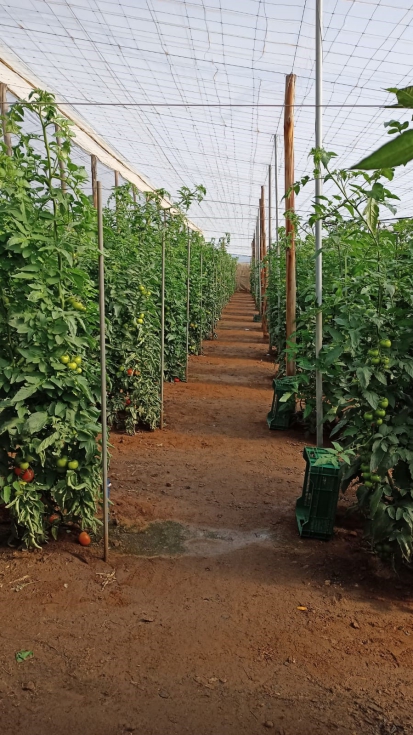 Figura 1. Imagen del invernadero de tomate y del suelo que se ha analizado durante el proyecto LIFE AGRESO3IL