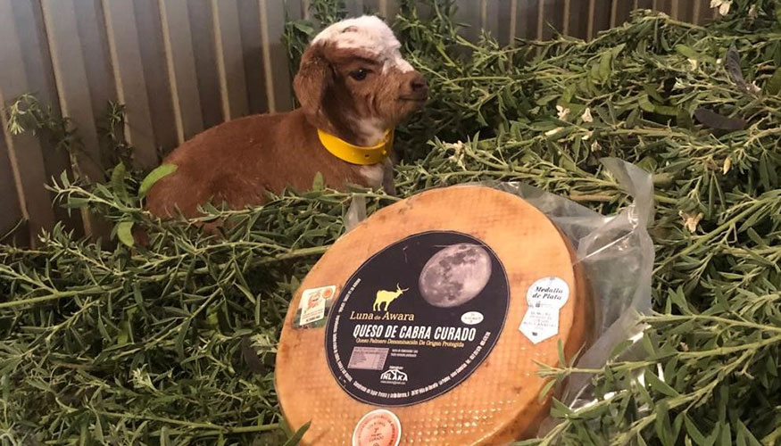 Queso Luna de Awara, junto con un ejemplar de raza Palmera Queso Luna de Awara, junto con un ejemplar de raza Palmera
