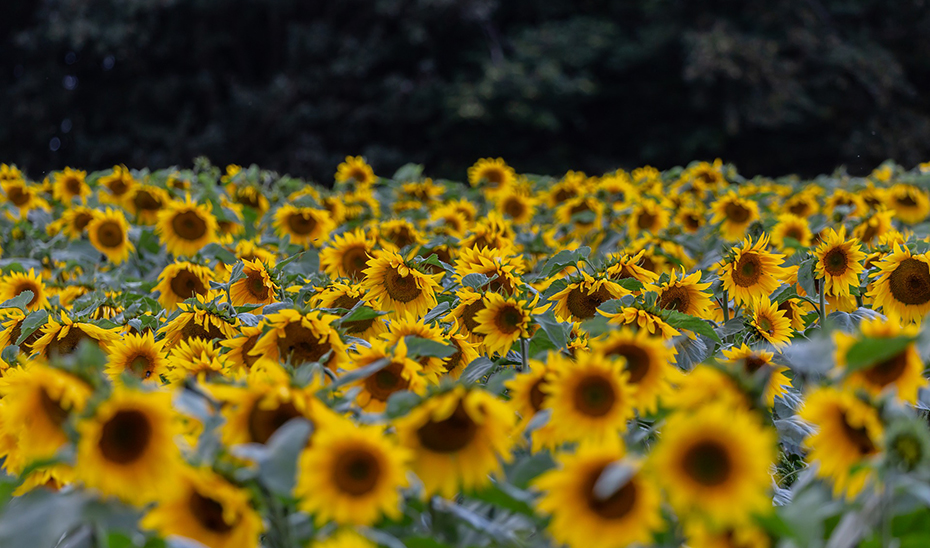 Plantacin de girasoles