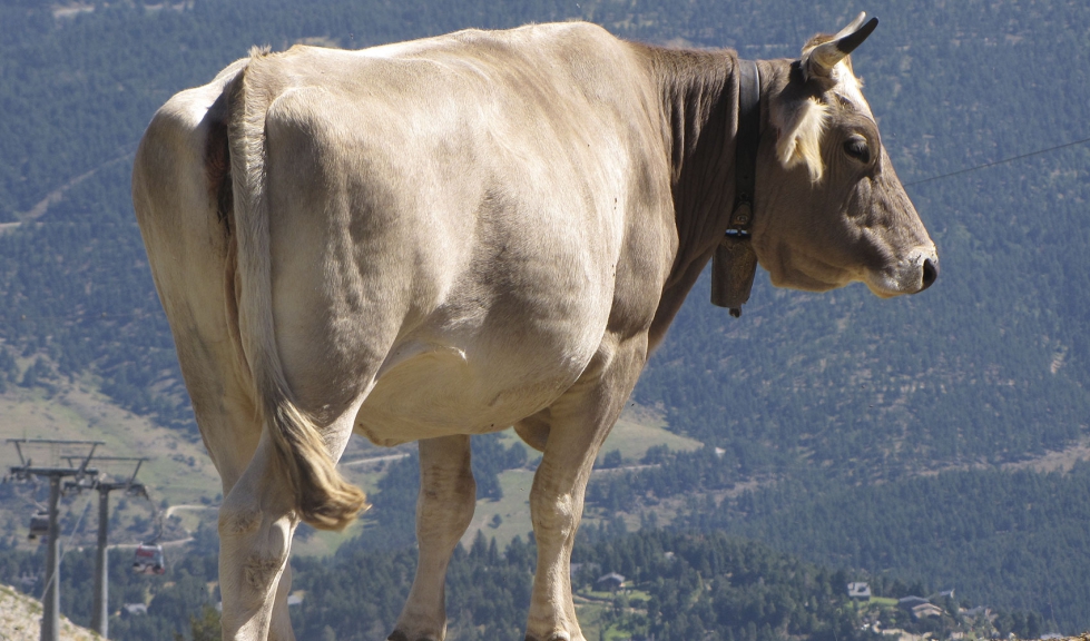 Una vaca en zona de montaa