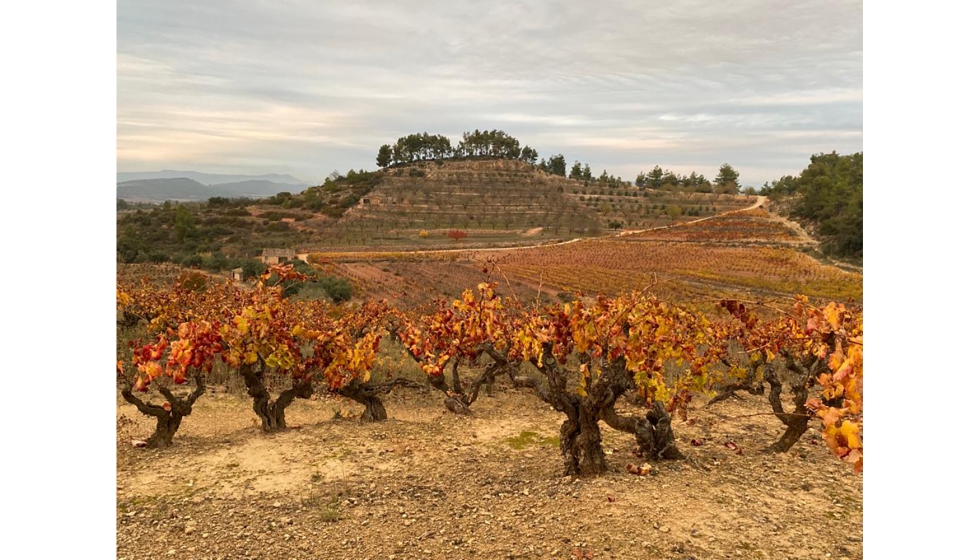 Cada uno de los viedos que se hanido sumando al proyecto tienen su propia personalidad y se trabajan como el tesoro que constituyen para la bodega...