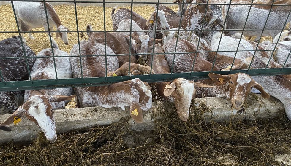 Cabras de raza Florida