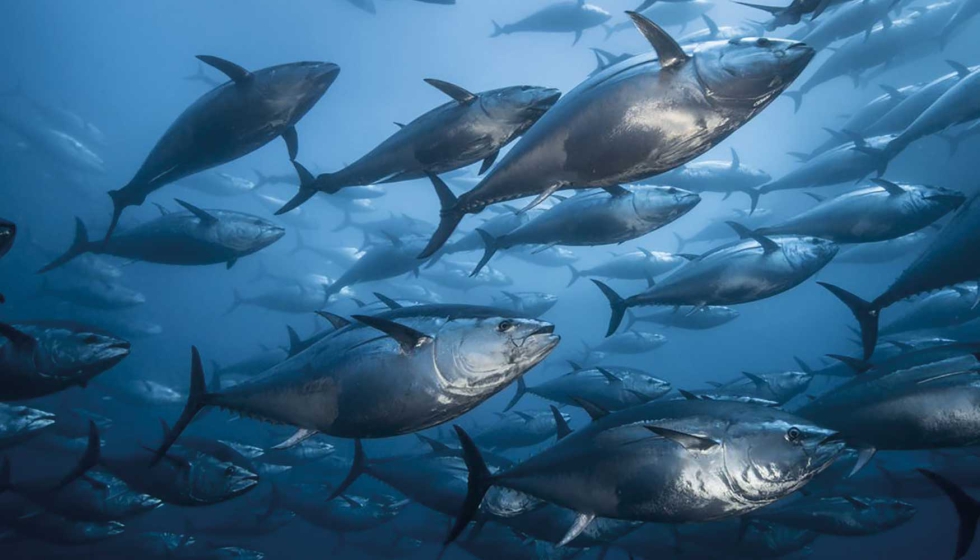 Las infracciones son comunes en todos los mbitos relacionados con la pesca, tanto la profesional como la recreativa y submarina...