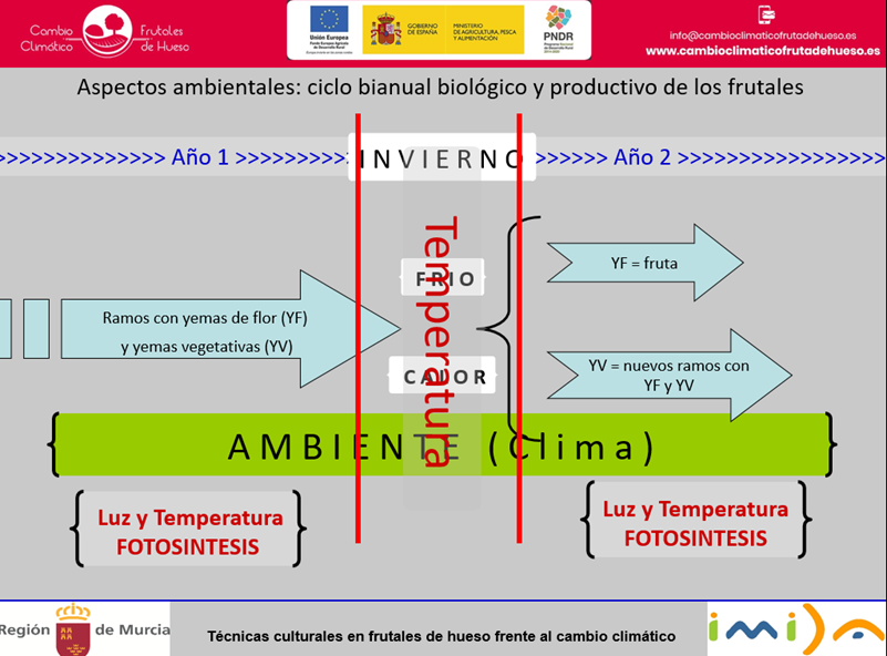 Imagen 1. Esquema de ciclo biolgico y productivo de los frutales