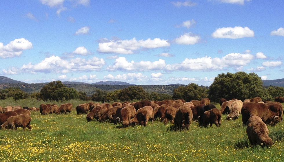 Pastoreo con un reba�o de Merino variedad Negra
