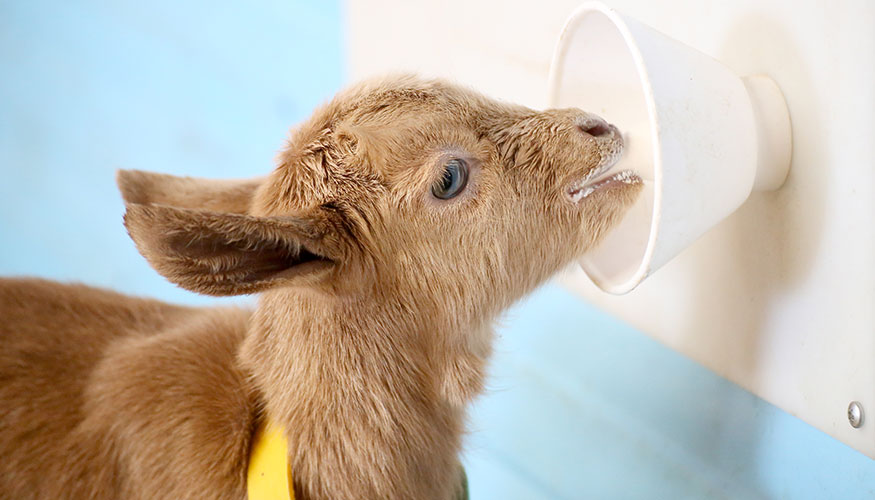 Un cabrito en una explotacin lctea