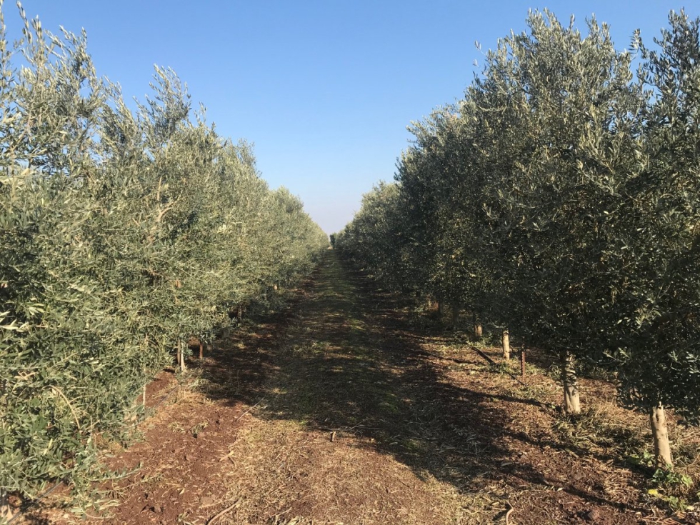 Explotacin de olivar en seto, variadad arbequina. Fuente: Juan Vilar, 2021