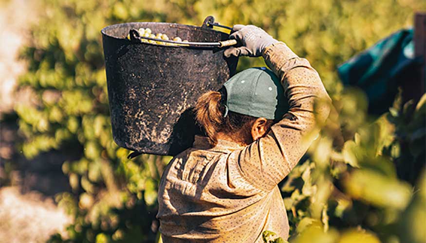 La produccin por hectrea para los cavas de guarda no debe superar los 11.000 kilos. Foto: DO Cava