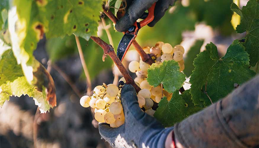 En los viedos inscritos en la DO Cava, la vendimia puede ser manual o mecanizada. Foto: DO Cava